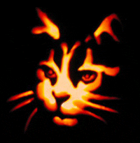 Orange Cat